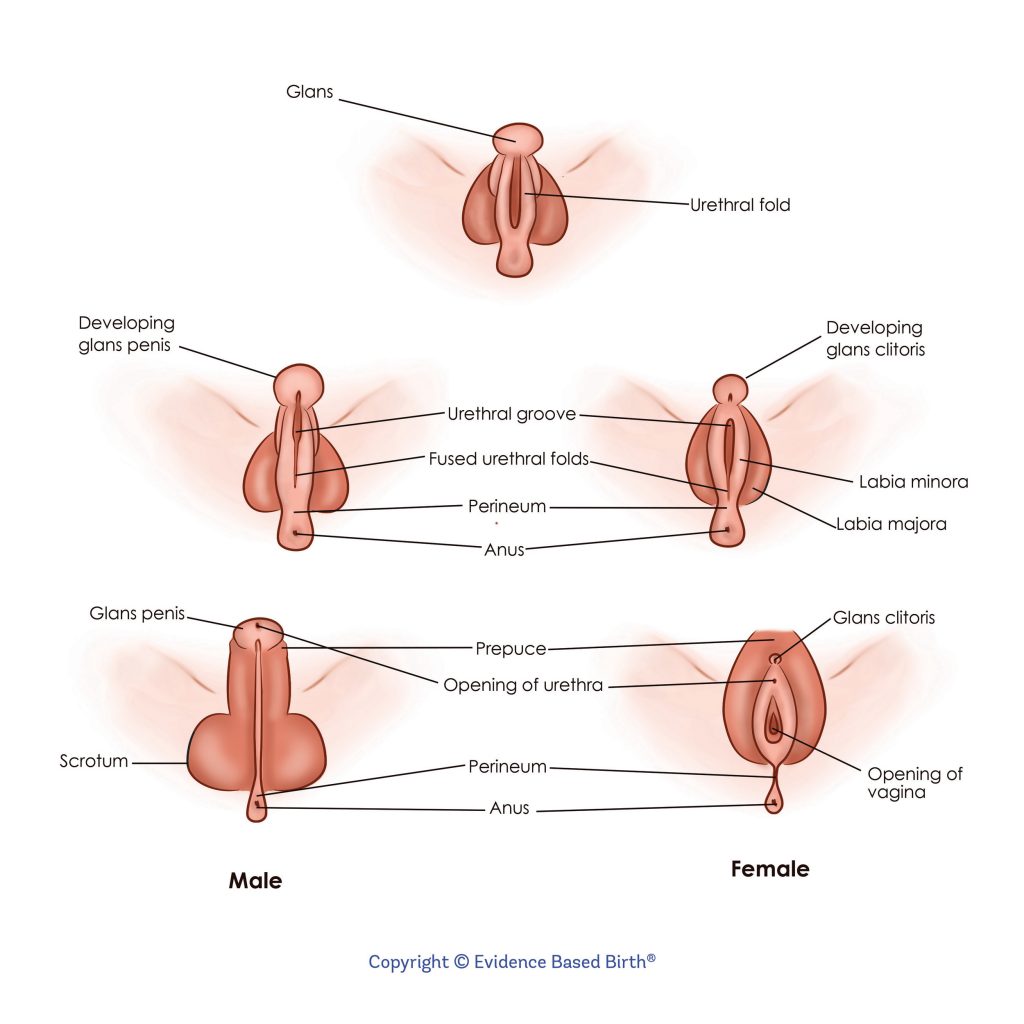 organe genitale feminine masculine penis